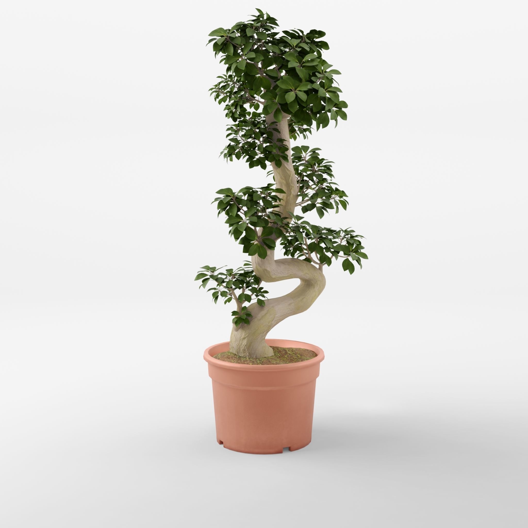Chinese Banyan Ficus Retusa 3D Model Low-poly 3D model_1