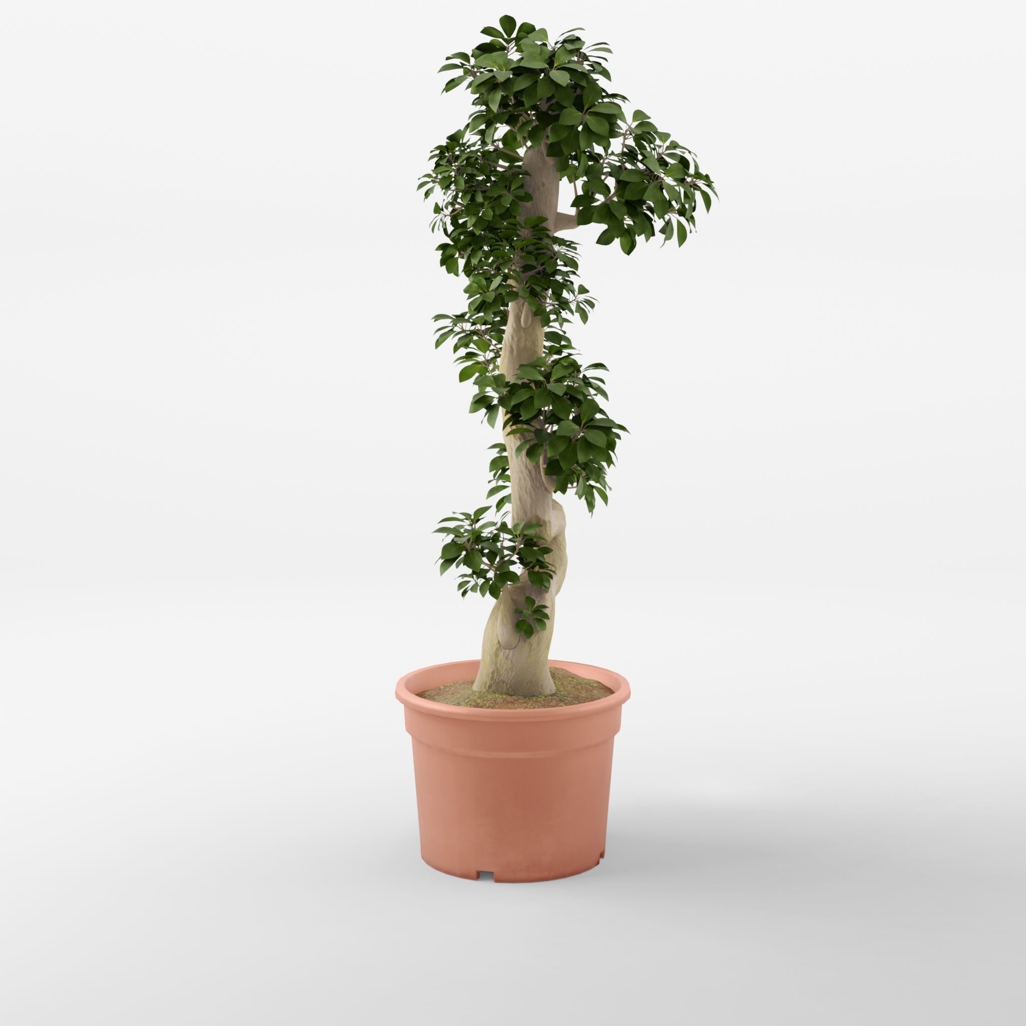Chinese Banyan Ficus Retusa 3D Model Low-poly 3D model_2