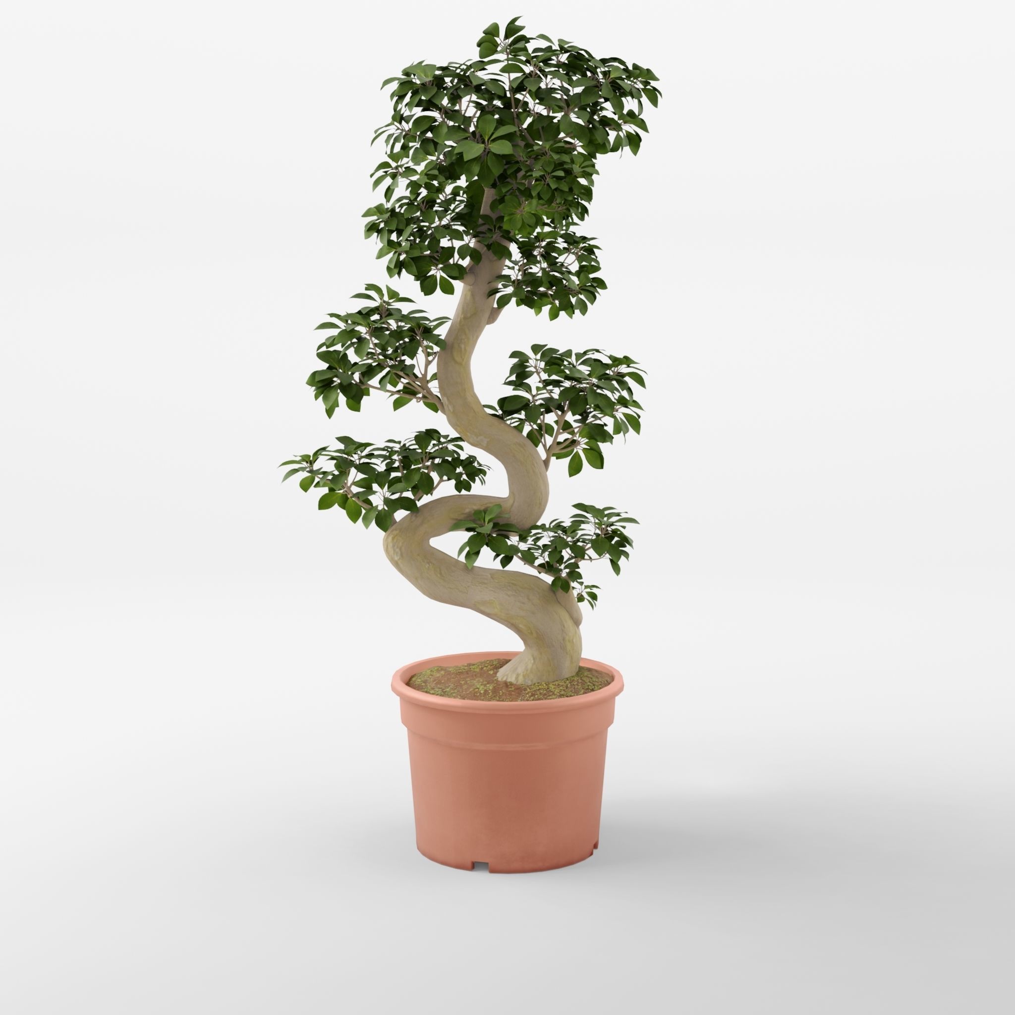 Chinese Banyan Ficus Retusa 3D Model Low-poly 3D model_3
