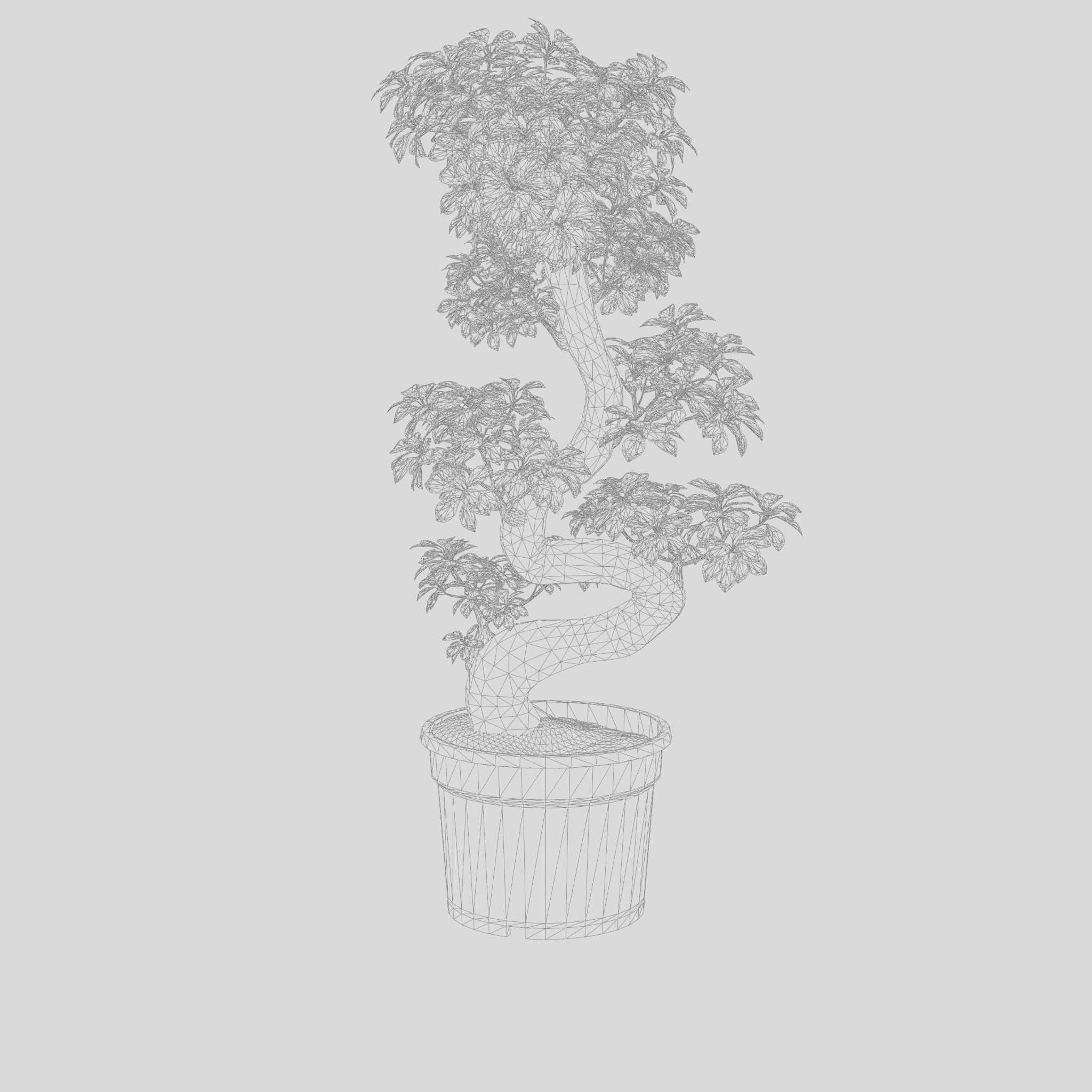 Chinese Banyan Ficus Retusa 3D Model Low-poly 3D model_4