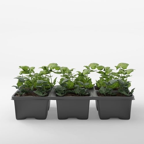 English Ivy 3D Model Low-poly 3D model
