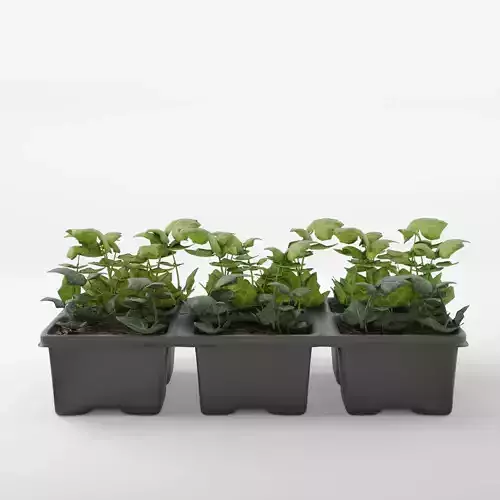 English Ivy 3D Model