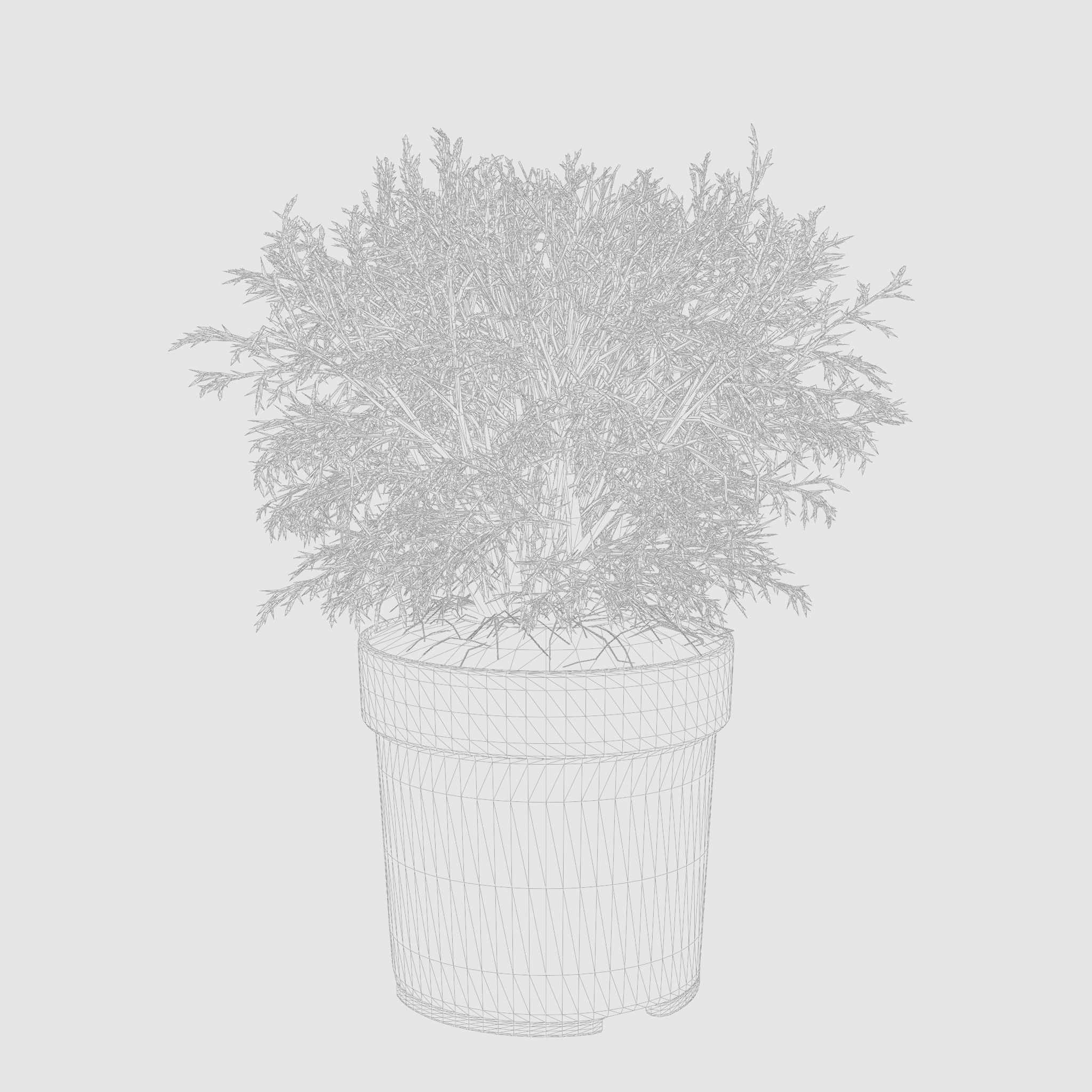 Mr Bowling Ball Arborvitae 3D Model Low-poly 3D model_6