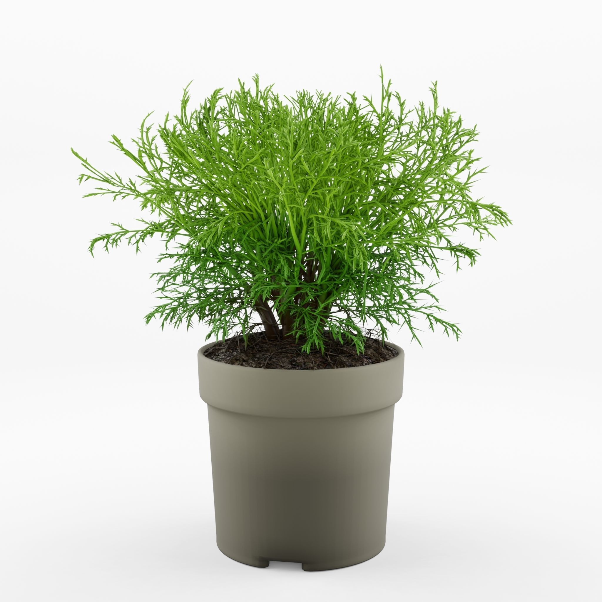 Mr Bowling Ball Arborvitae 3D Model Low-poly 3D model_1