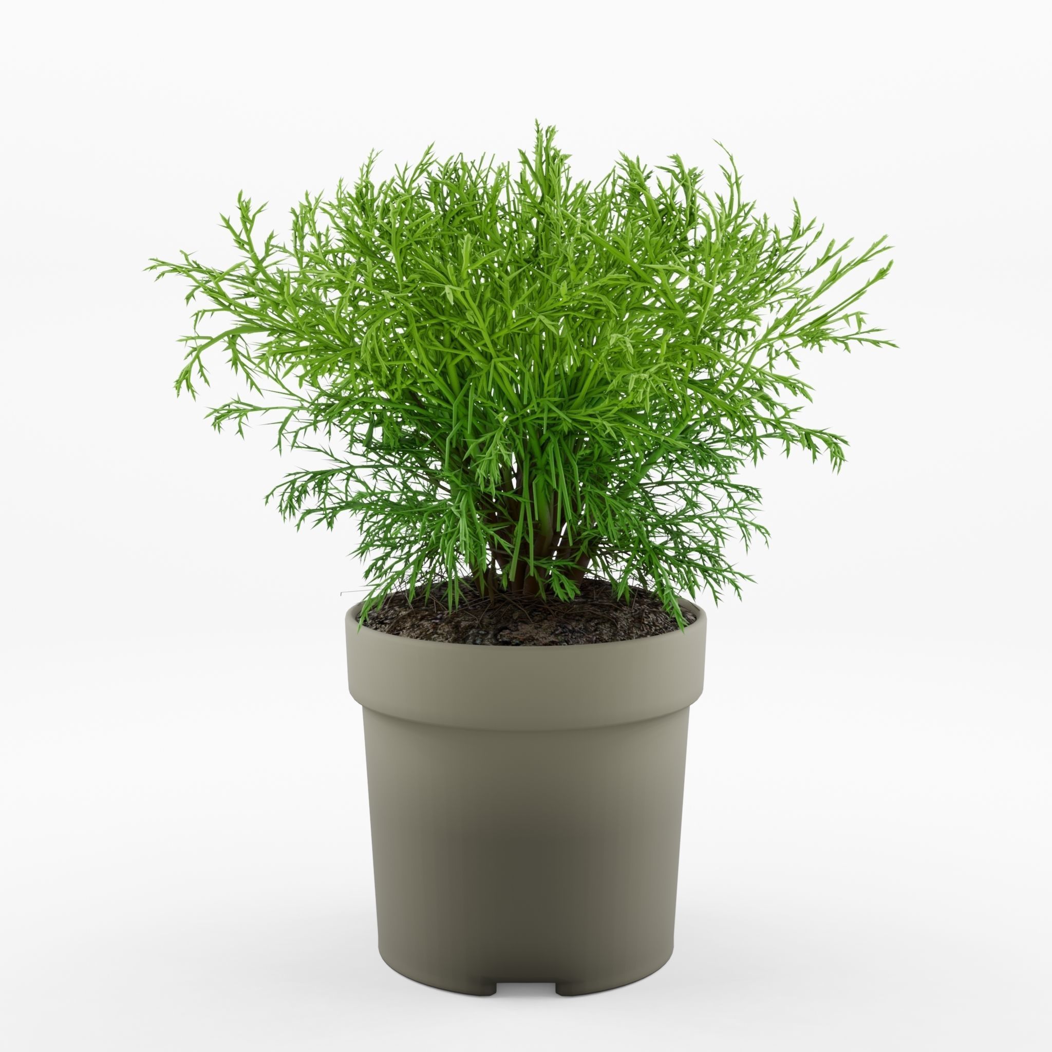 Mr Bowling Ball Arborvitae 3D Model Low-poly 3D model_3