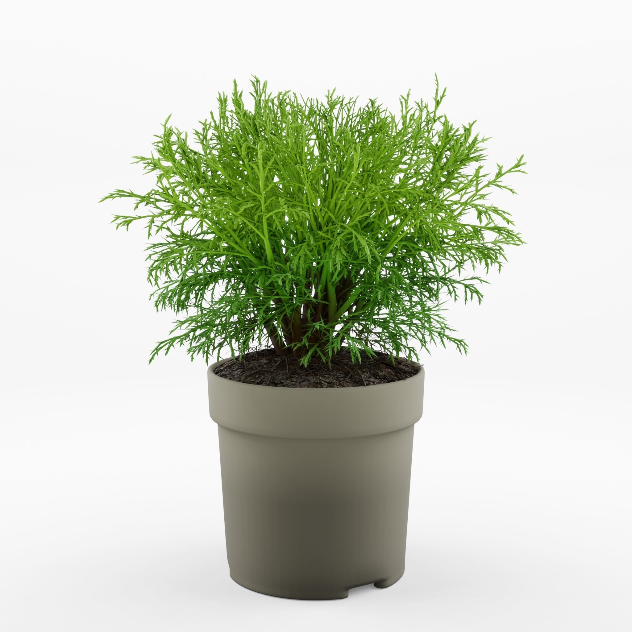 Mr Bowling Ball Arborvitae 3D Model Low-poly 3D model_2