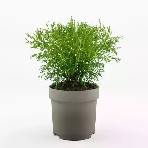 Mr Bowling Ball Arborvitae 3D Model