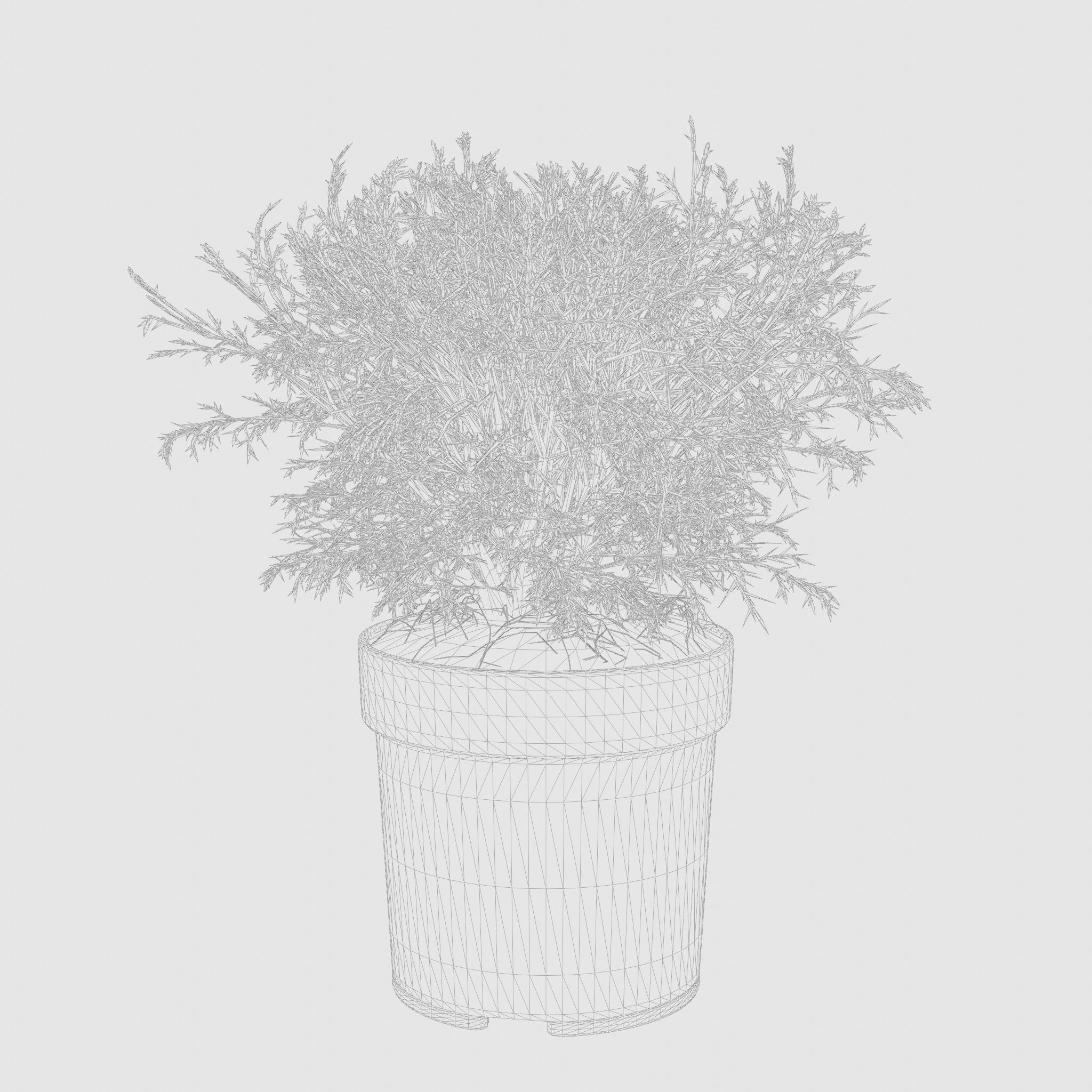 Mr Bowling Ball Arborvitae 3D Model Low-poly 3D model_5