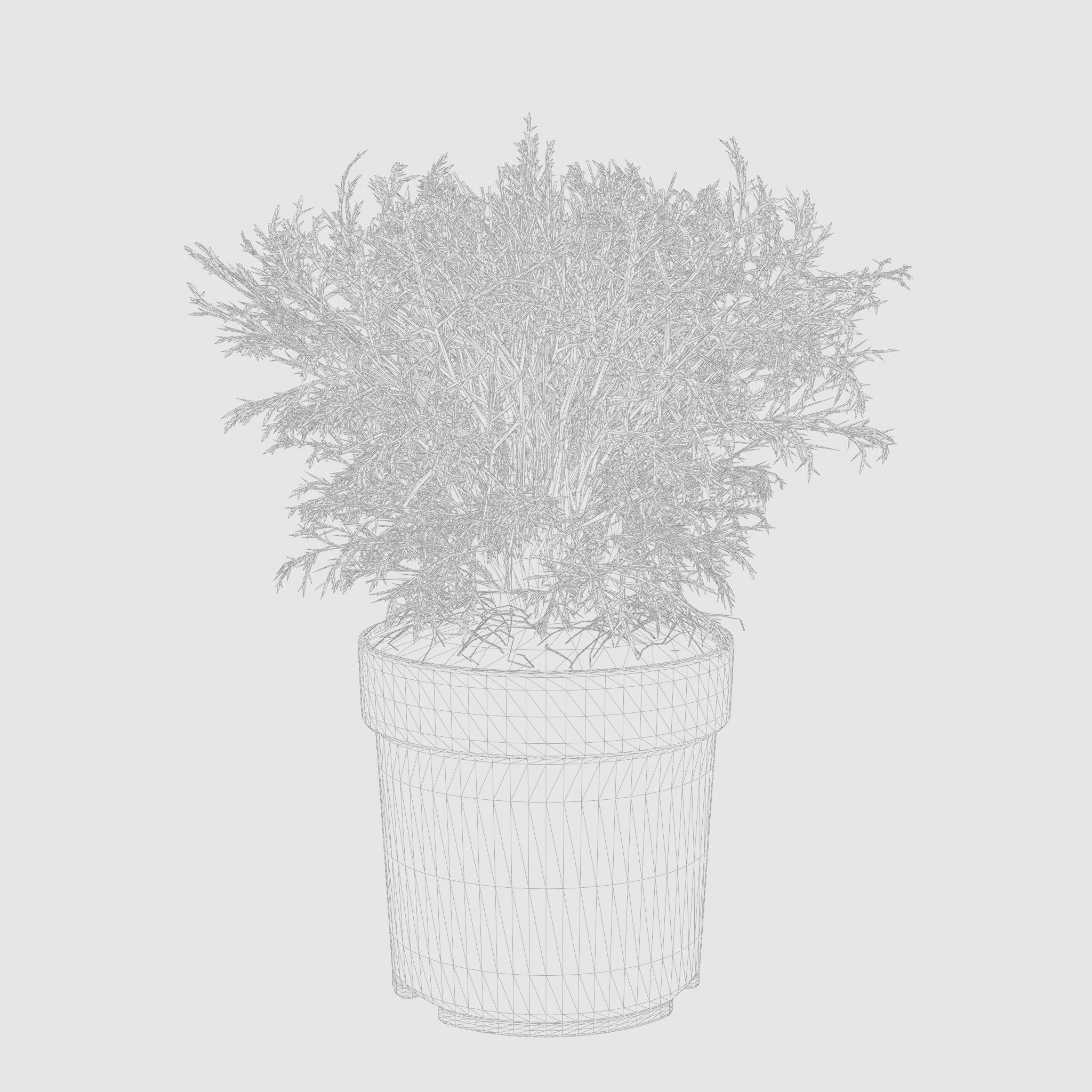 Mr Bowling Ball Arborvitae 3D Model Low-poly 3D model_4