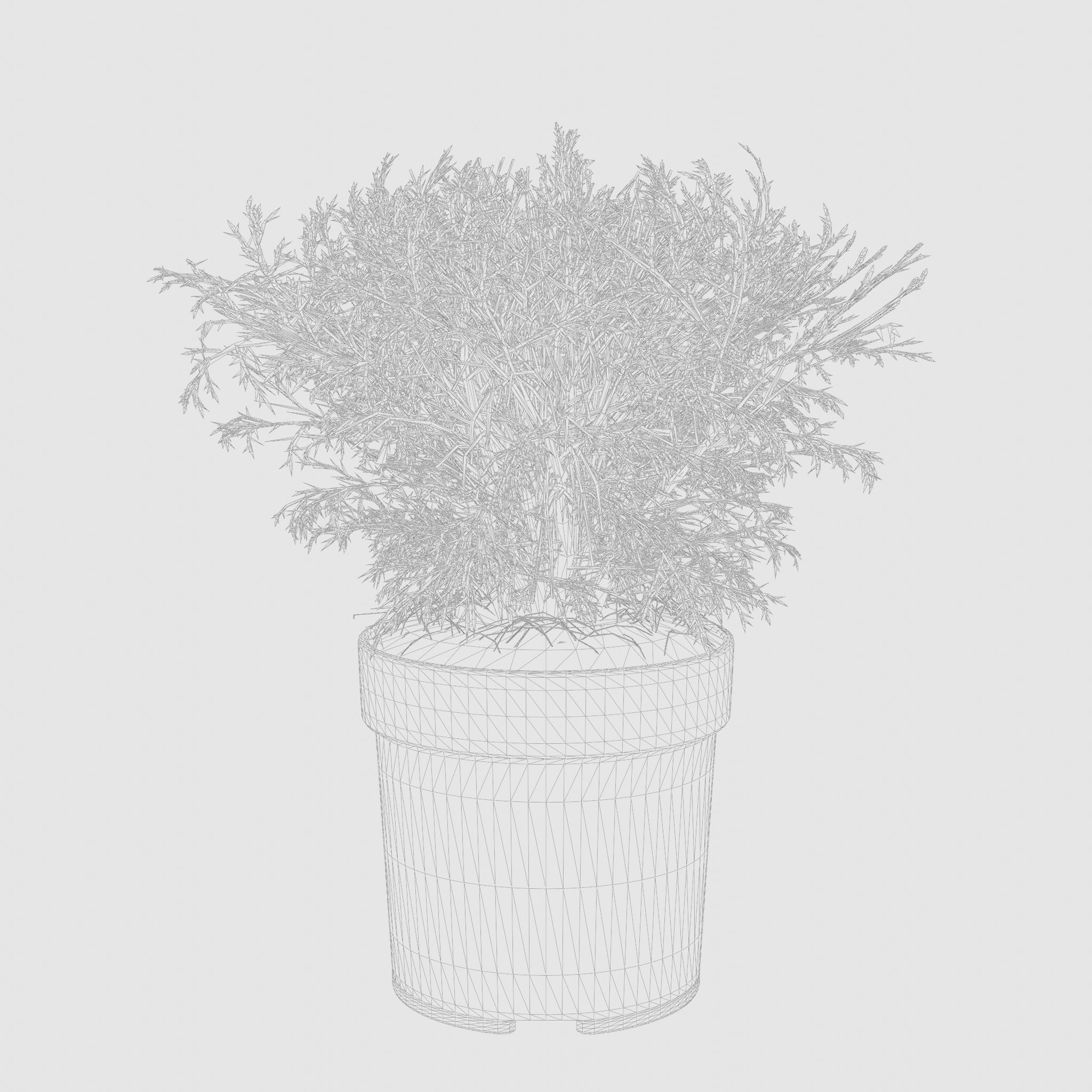 Mr Bowling Ball Arborvitae 3D Model Low-poly 3D model_7