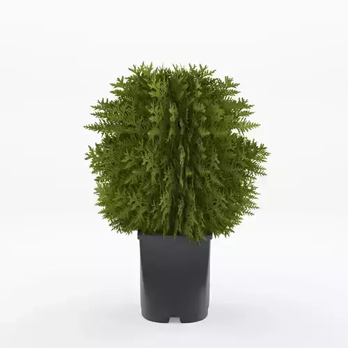 Tiny Tim American Arborvitae 3D Model