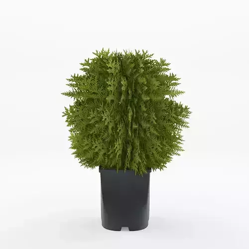 Tiny Tim American Arborvitae 3D Model