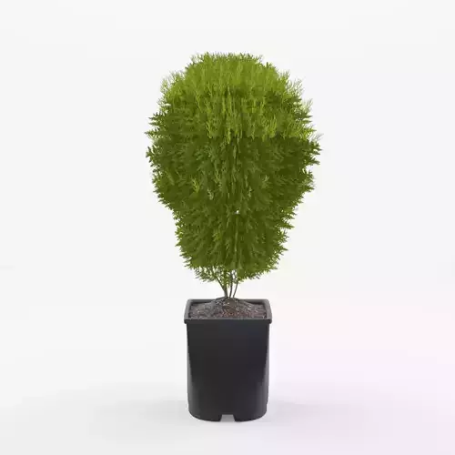 Little Giant American Arborvitae 3D Model