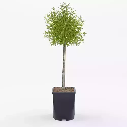 White Cedar 3D Model