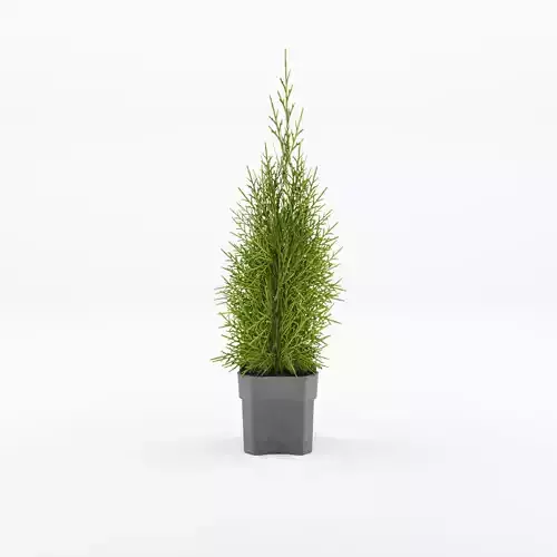 Emerald Green or American Arborvitae 3D Model