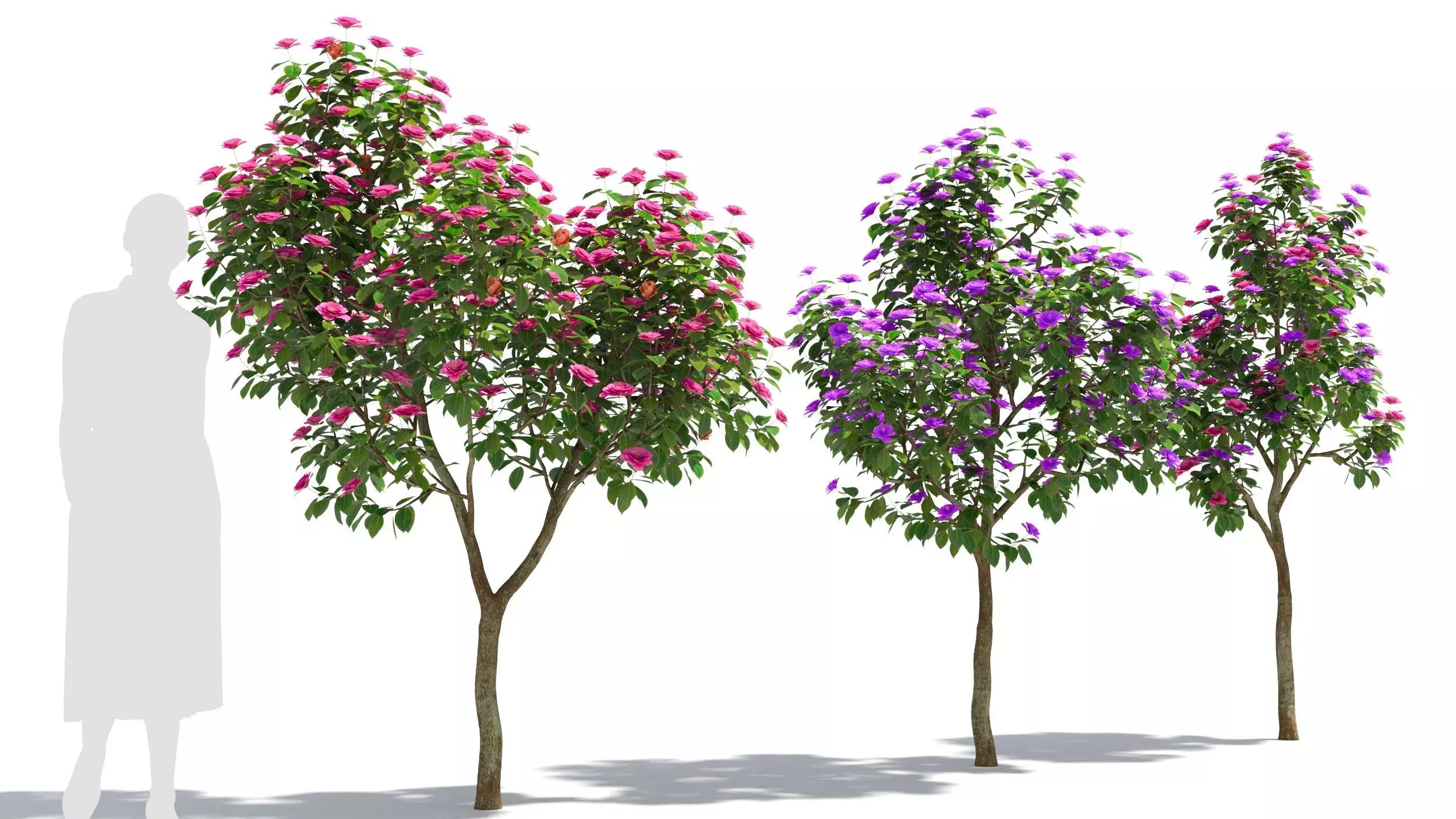 Camellias 3D model