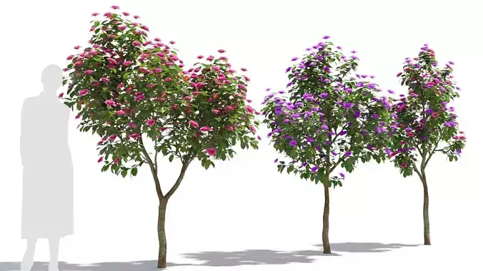 Camellias 3D model