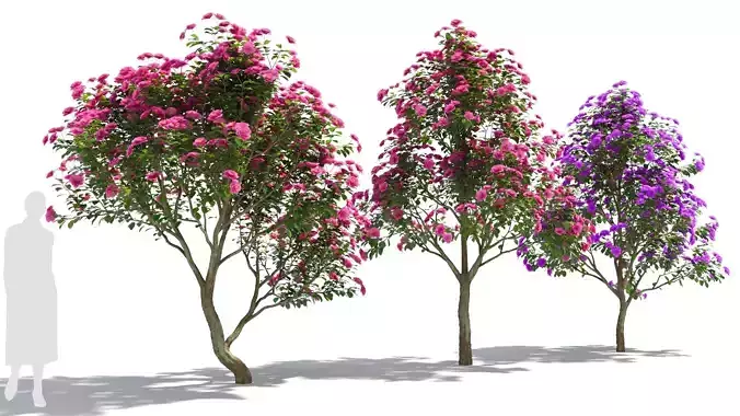 Camellias 3D model