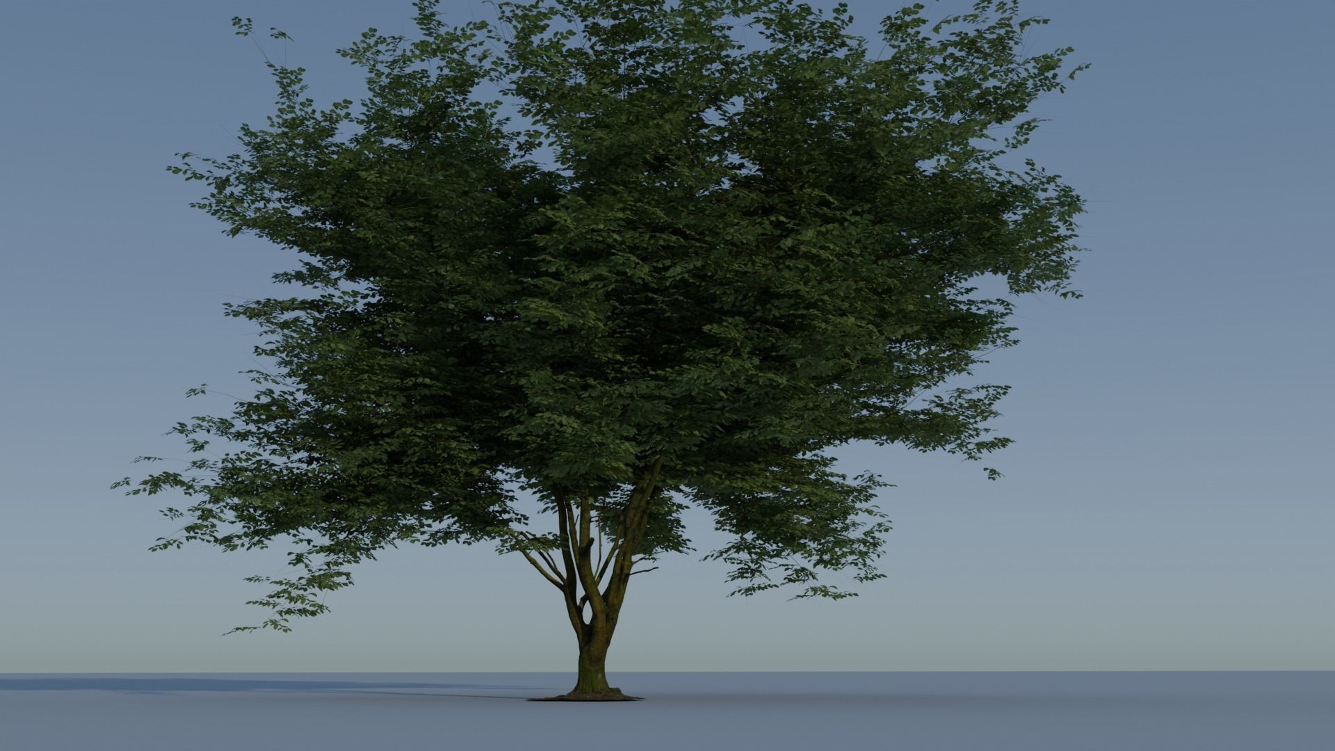 Realistic Tree 3D model_2