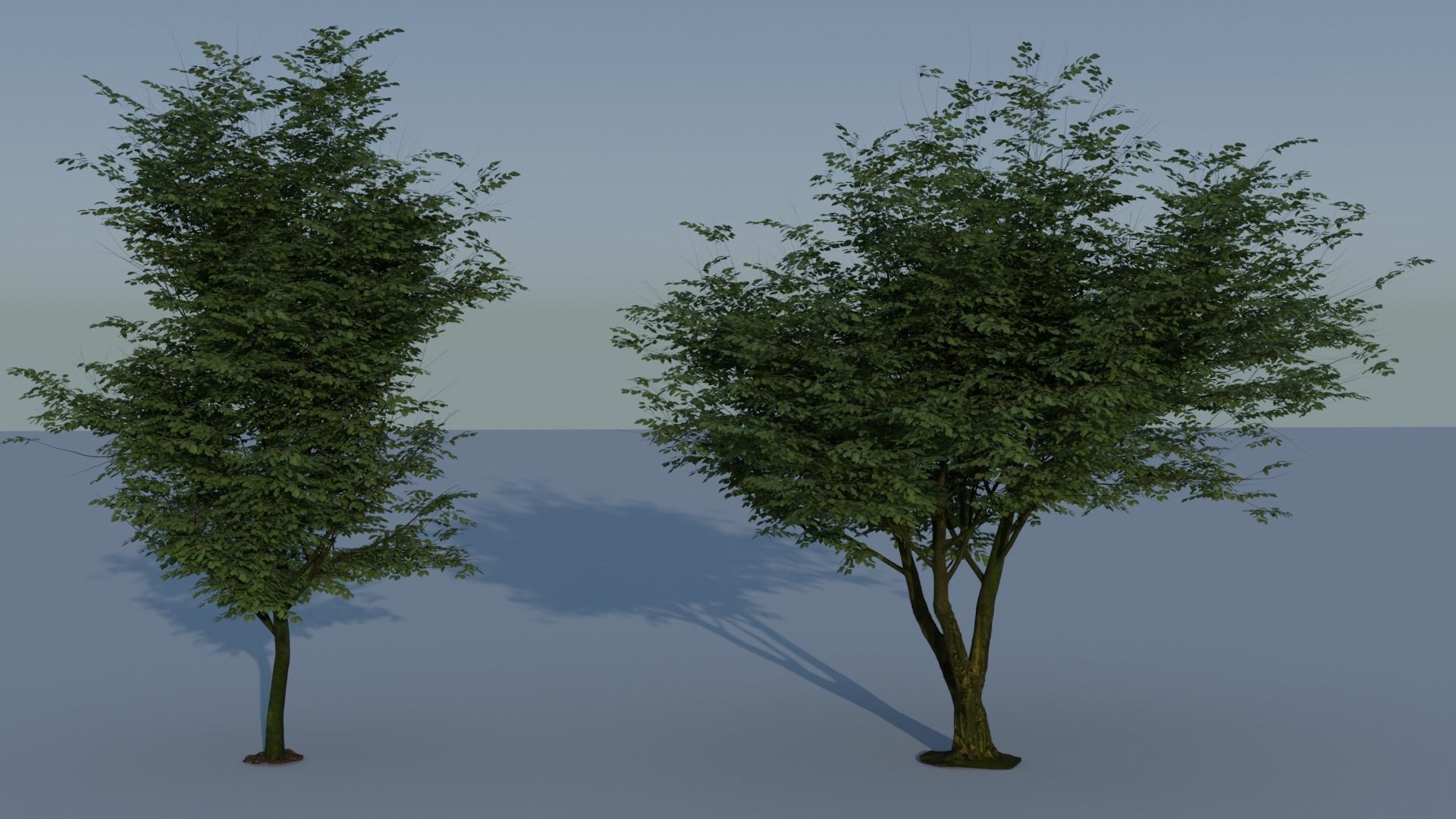 Realistic Tree 3D model_3