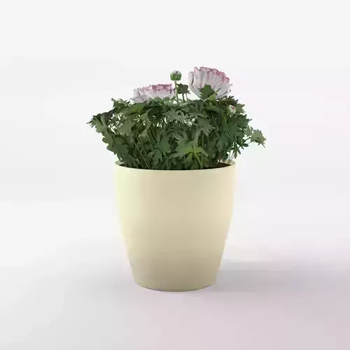 Buttercup or Ranunculus Mache Vanilla Rose 3D Model