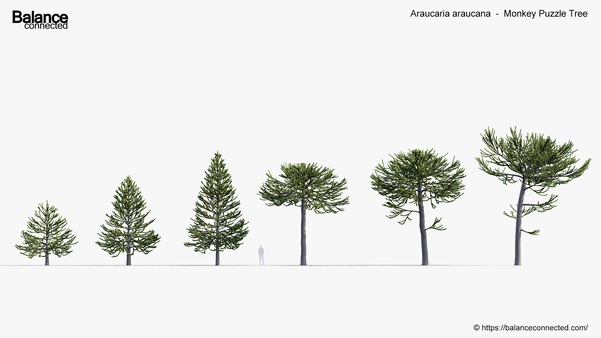 Araucaria araucana Monkey Puzzle Tree 3D model_1