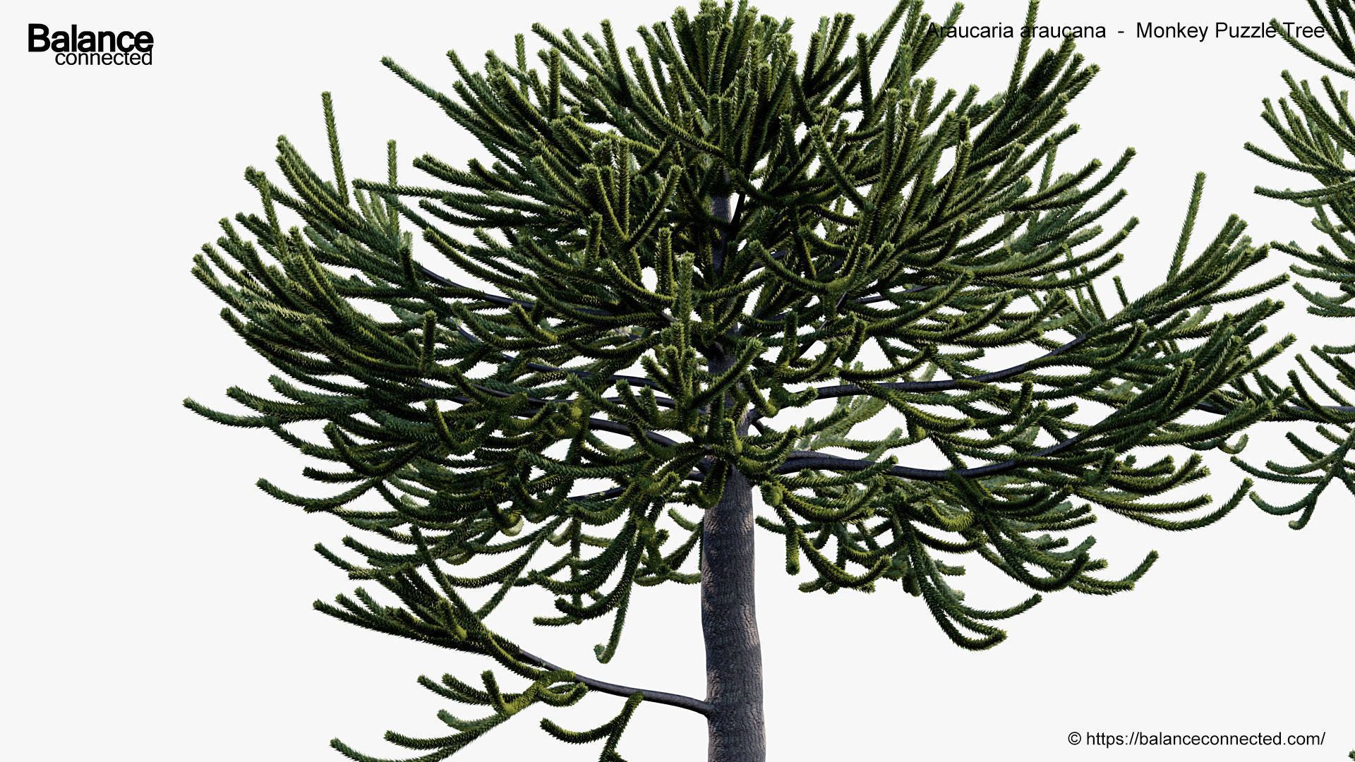 Araucaria araucana Monkey Puzzle Tree 3D model_5