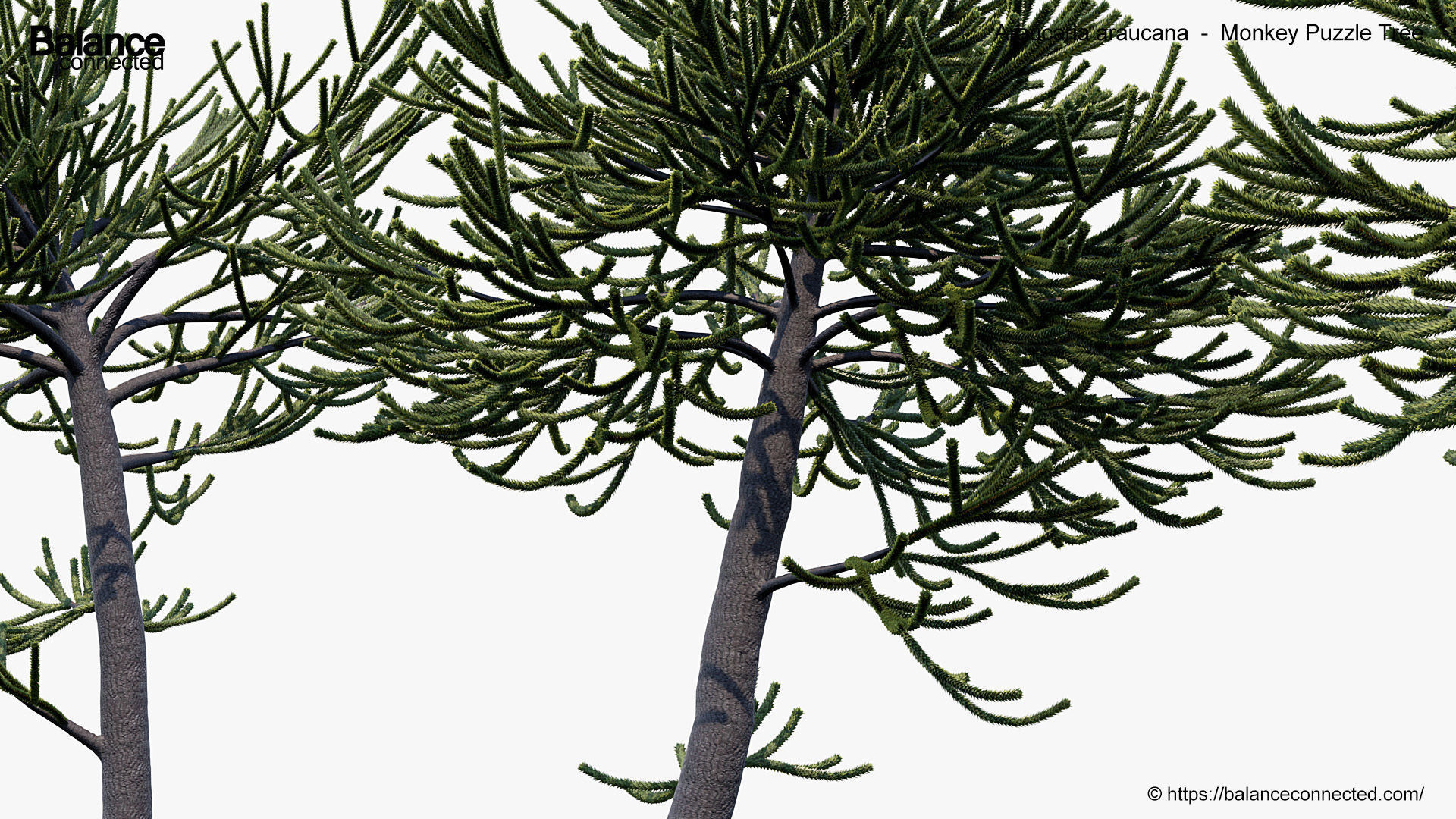 Araucaria araucana Monkey Puzzle Tree 3D model_6