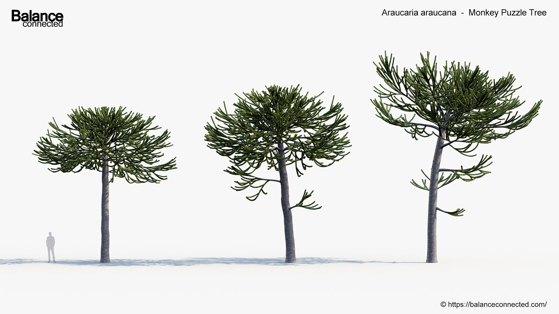 Araucaria araucana Monkey Puzzle Tree 3D model_3
