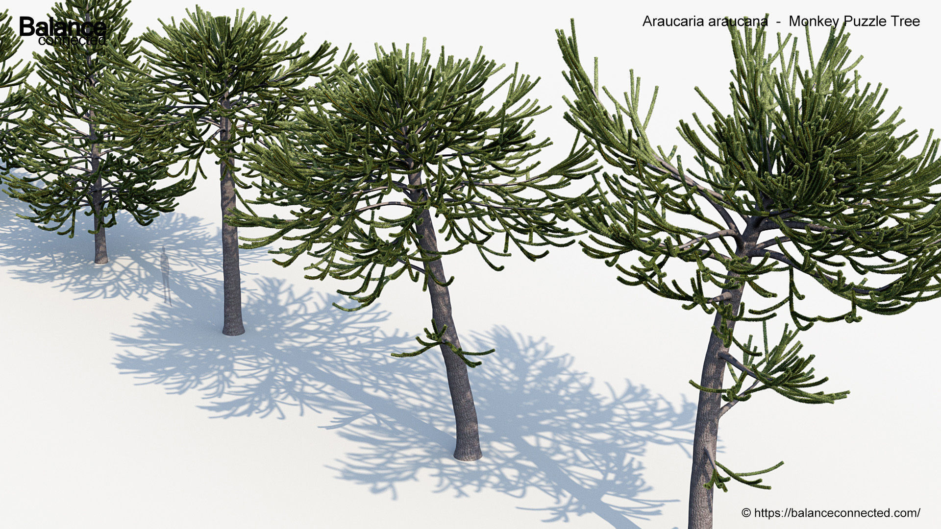 Araucaria araucana Monkey Puzzle Tree 3D model_4