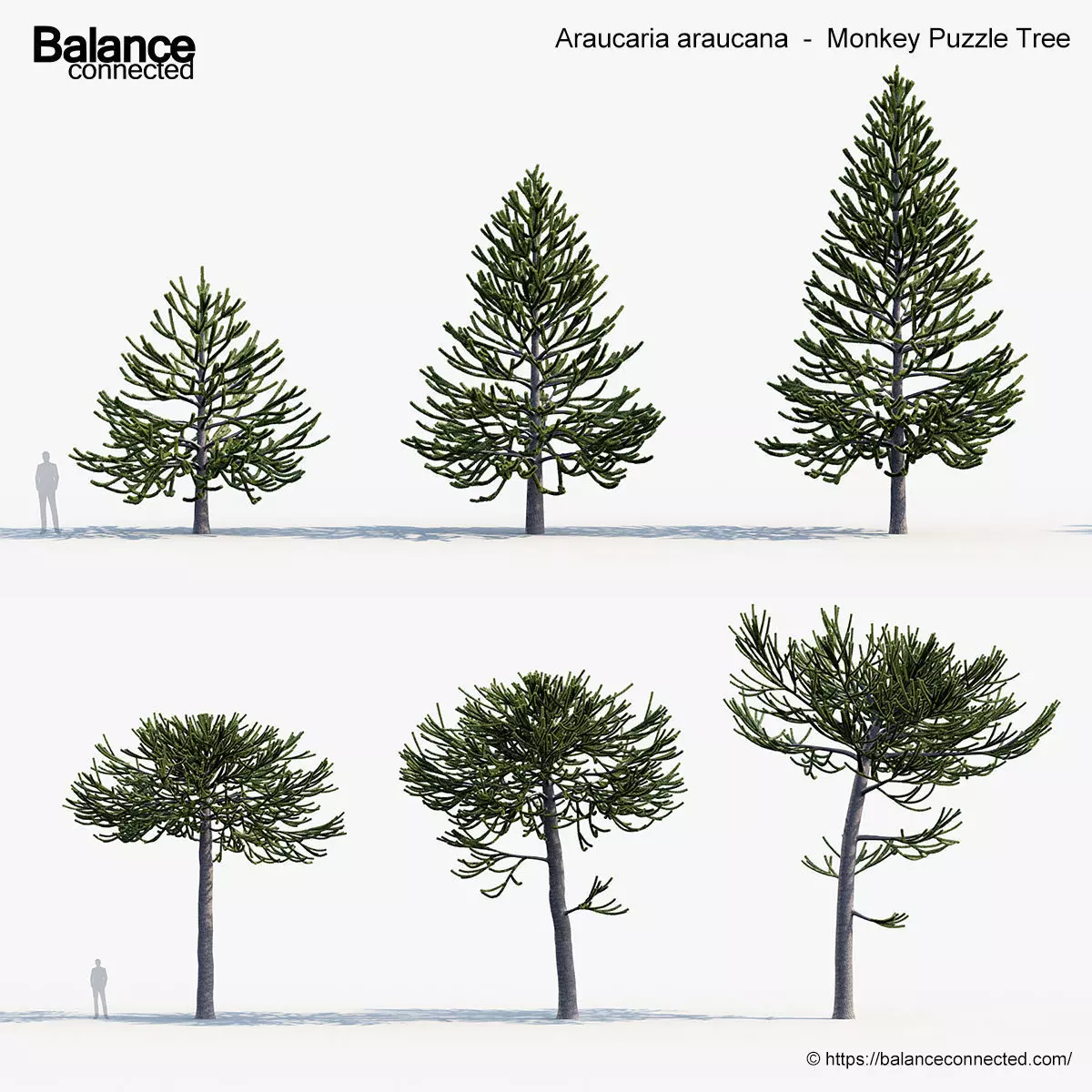 Araucaria araucana Monkey Puzzle Tree 3D model_0