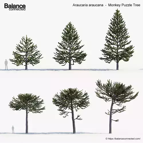Araucaria araucana Monkey Puzzle Tree 3D model