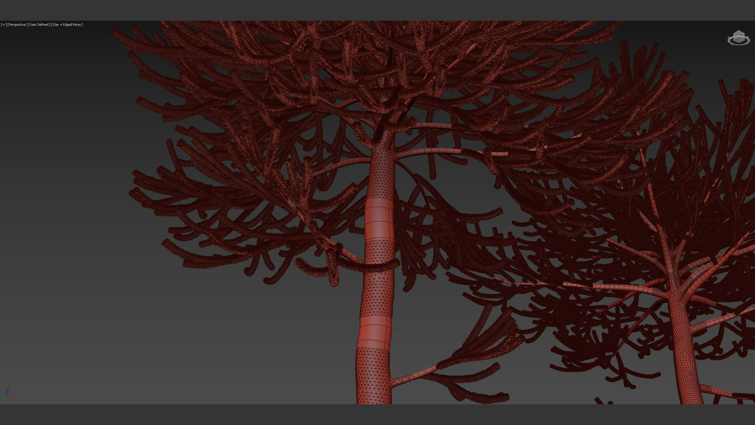 Araucaria araucana Monkey Puzzle Tree 3D model_12