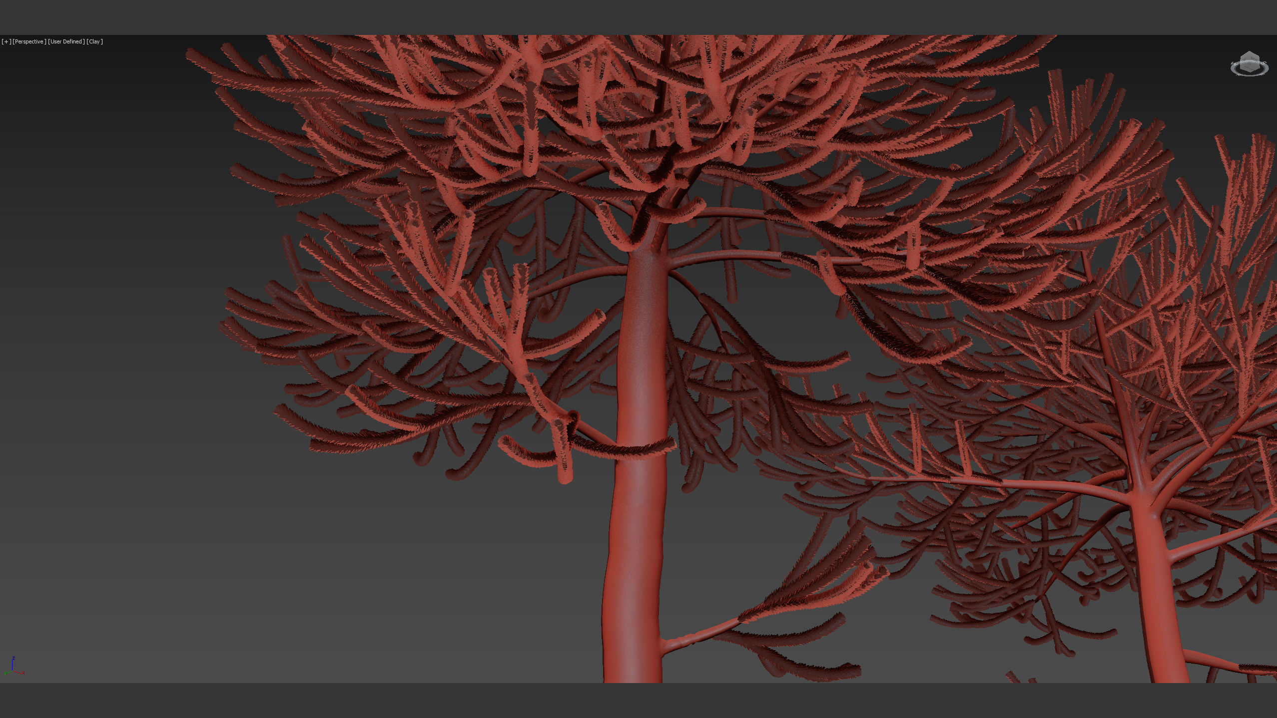 Araucaria araucana Monkey Puzzle Tree 3D model_11