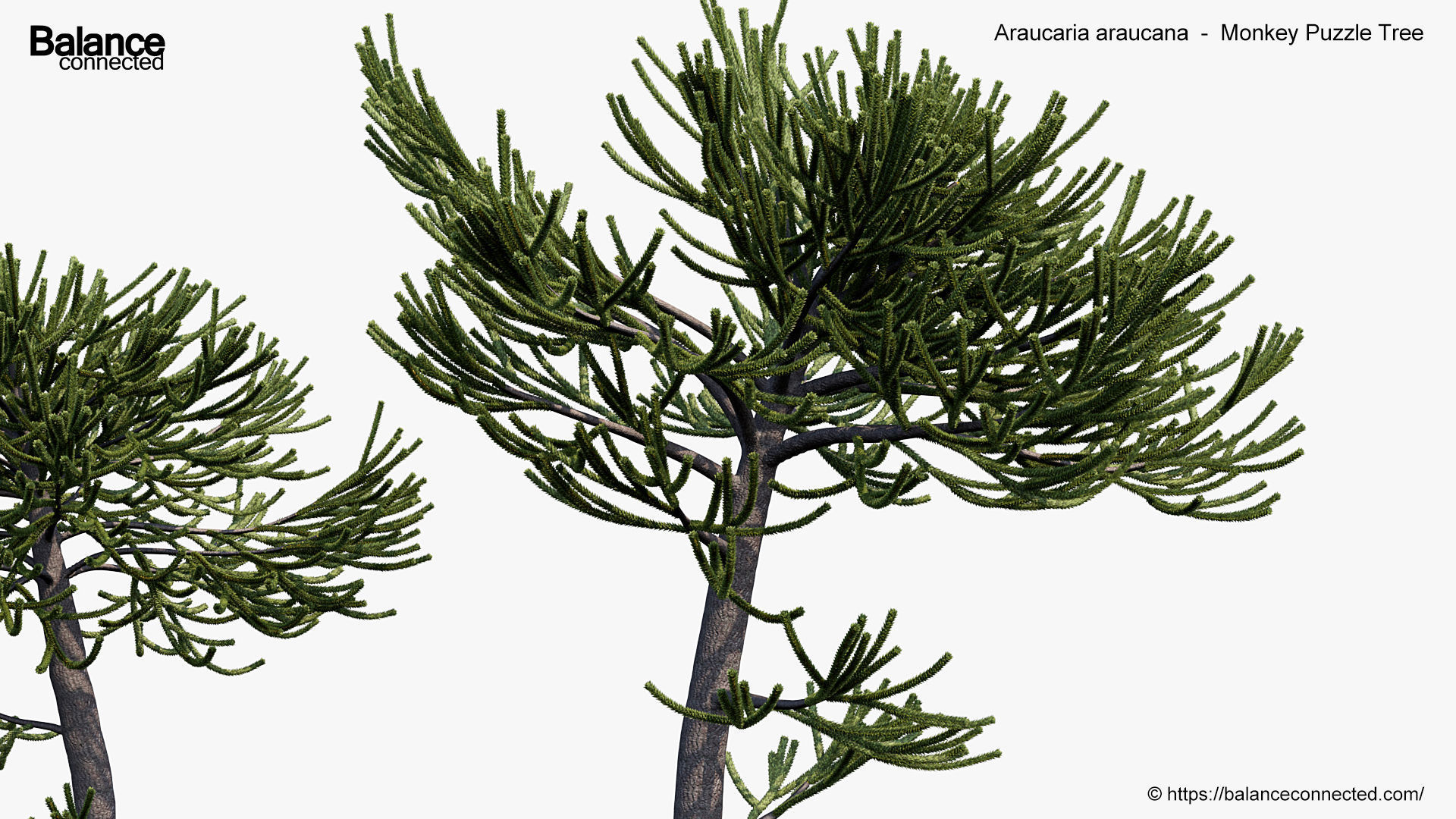 Araucaria araucana Monkey Puzzle Tree 3D model_7