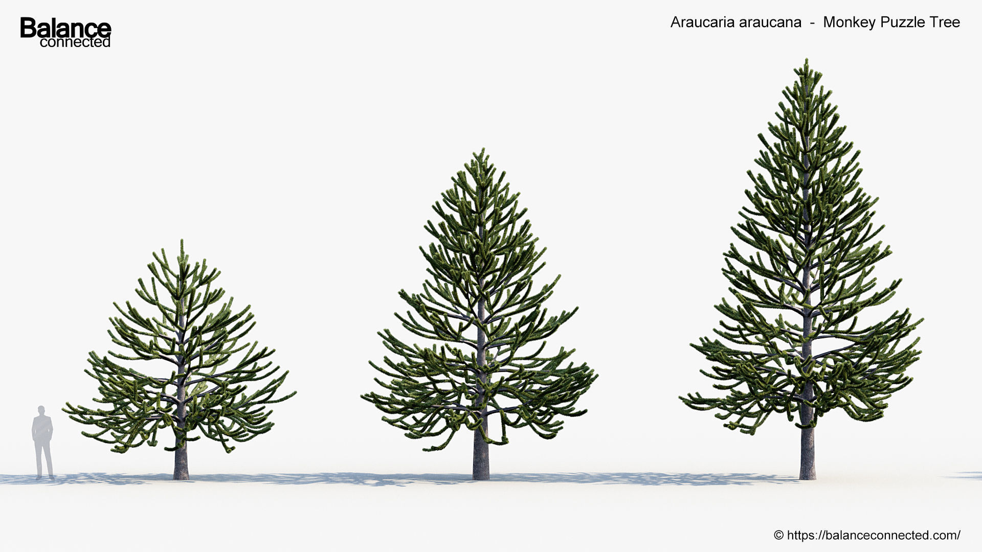 Araucaria araucana Monkey Puzzle Tree 3D model_2