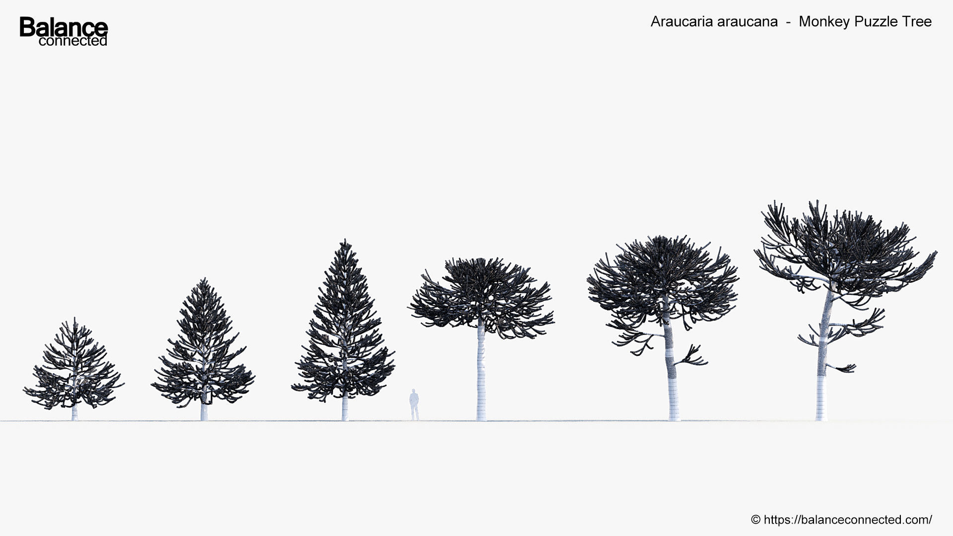 Araucaria araucana Monkey Puzzle Tree 3D model_8