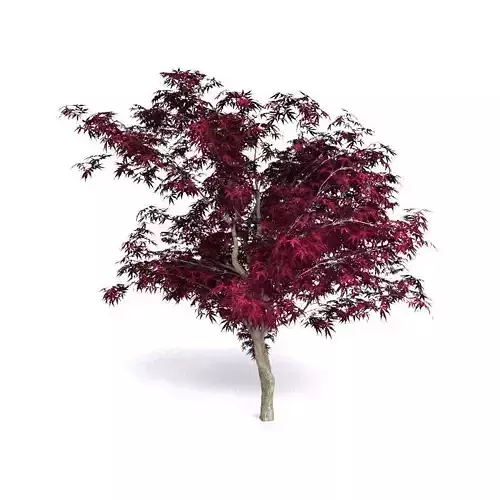 Red Japanese Maple