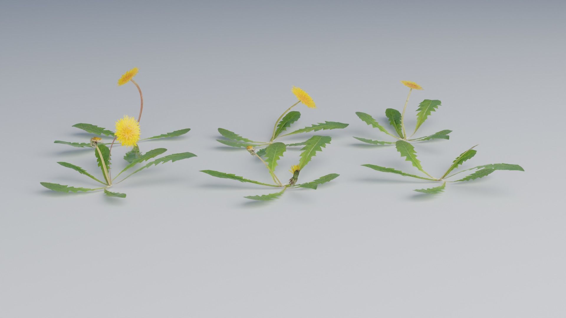 Photorealistic Grass 3D model_1