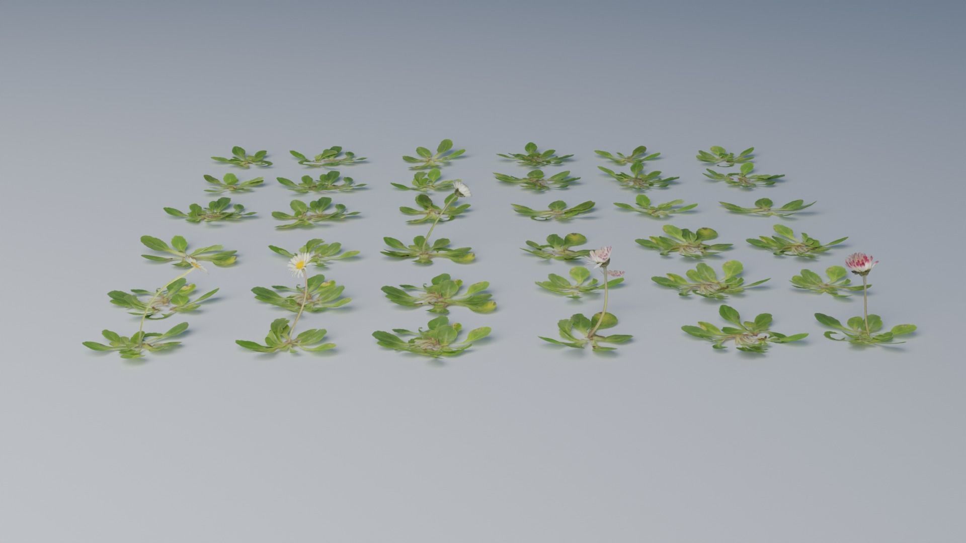 Photorealistic Grass 3D model_6