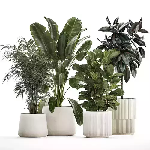 Beautiful Strelitzia Ficus lyrata plants in flower pots 1251 3D model