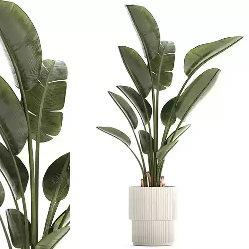 Beautiful plant Strelitzia banana palm flower pots 1252