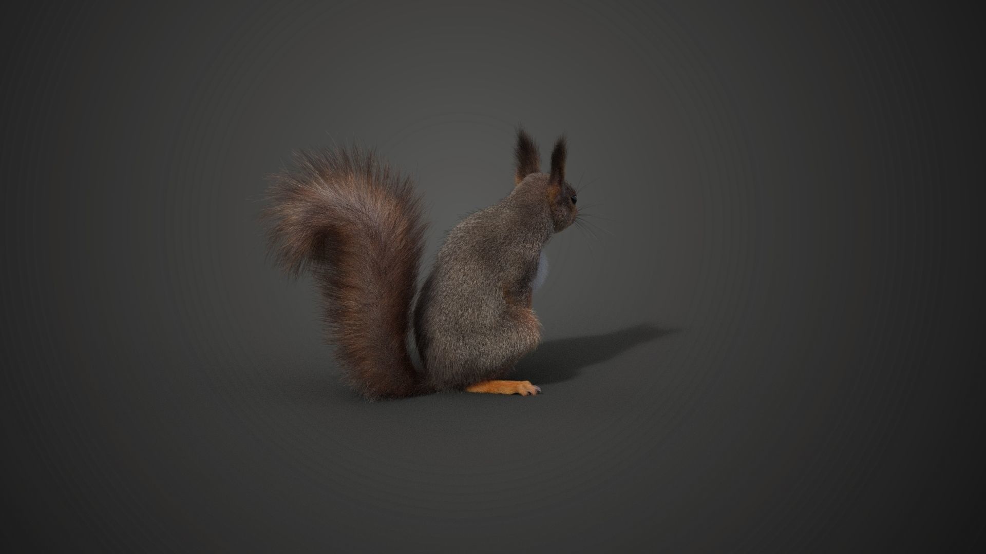 RedSquirrel Winter Animated VFX Grace 3D model_16