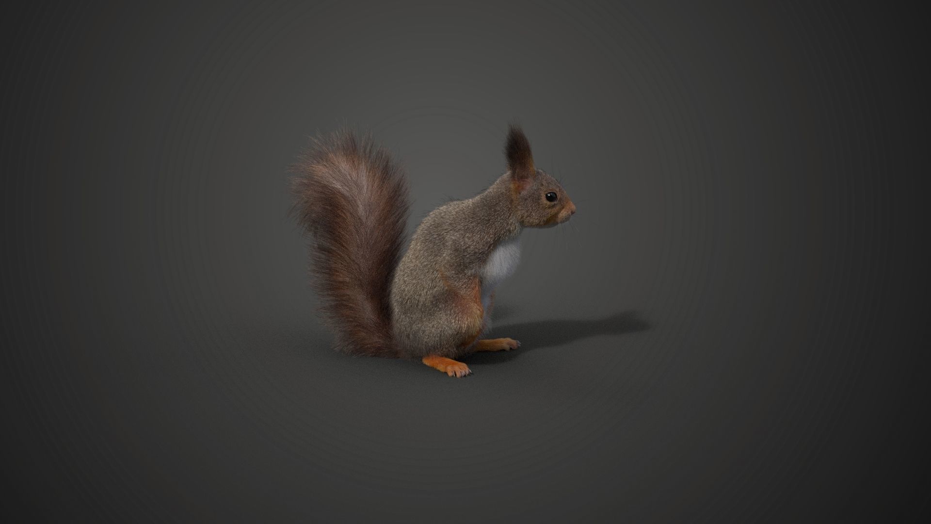 RedSquirrel Winter Animated VFX Grace 3D model_17