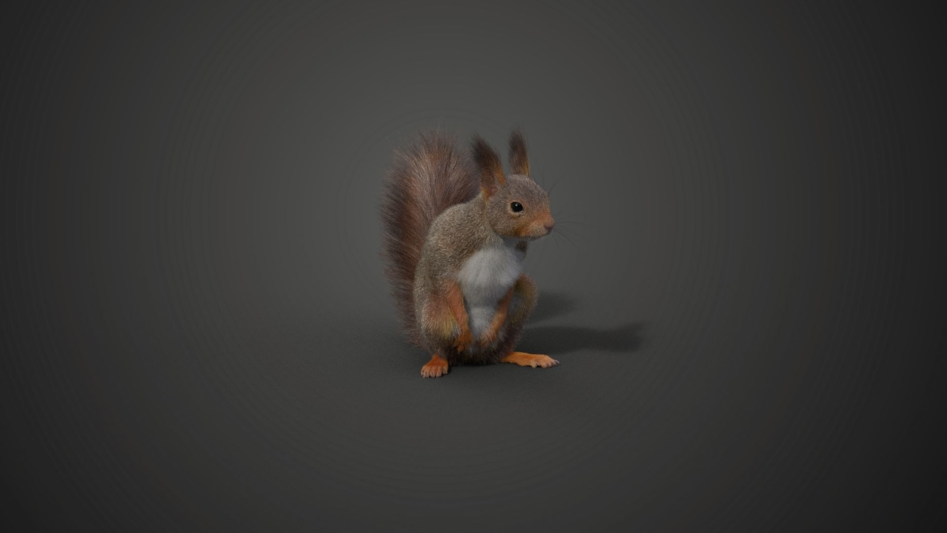 RedSquirrel Winter Animated VFX Grace 3D model_15