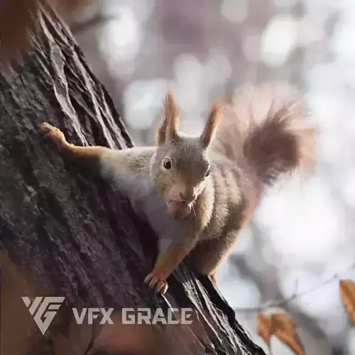 RedSquirrel Winter Animated VFX Grace