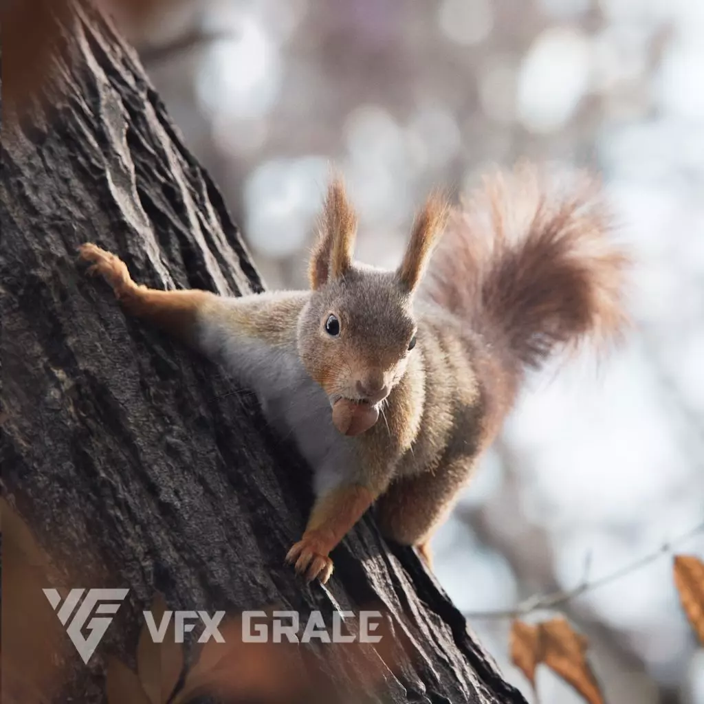 RedSquirrel Winter Animated VFX Grace 3D model_0