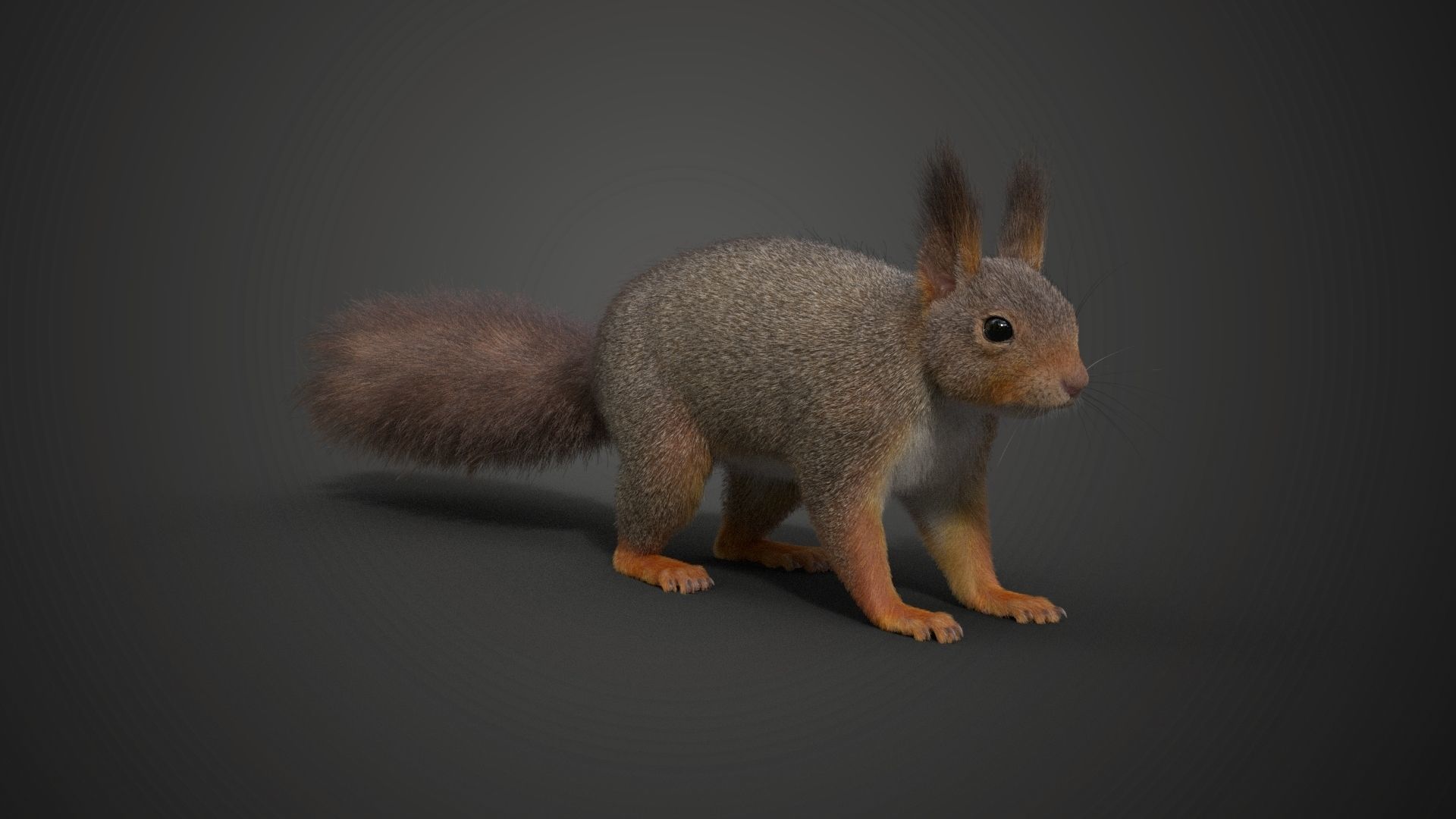 RedSquirrel Winter Animated VFX Grace 3D model_13