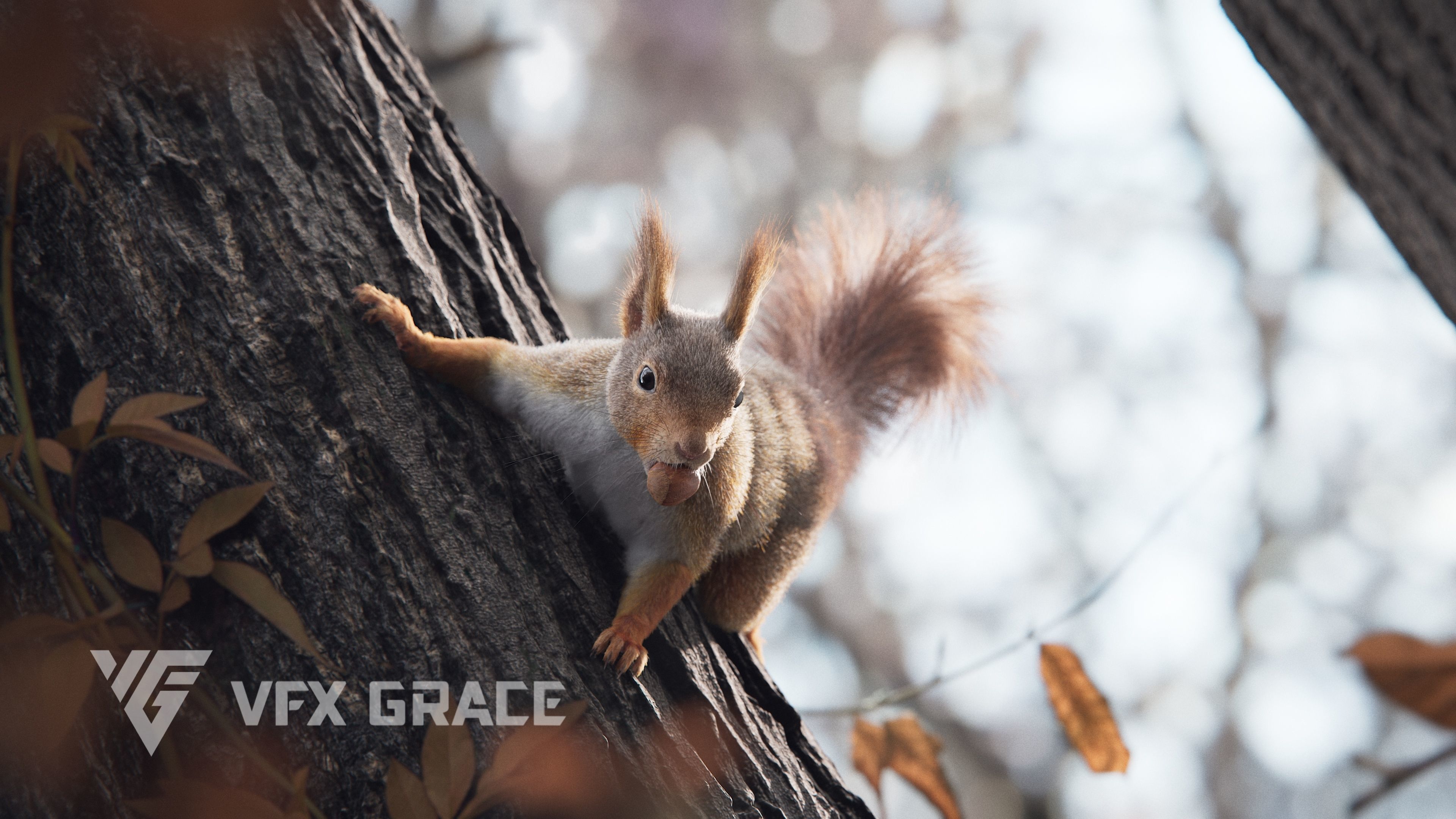 RedSquirrel Winter Animated VFX Grace 3D model_6