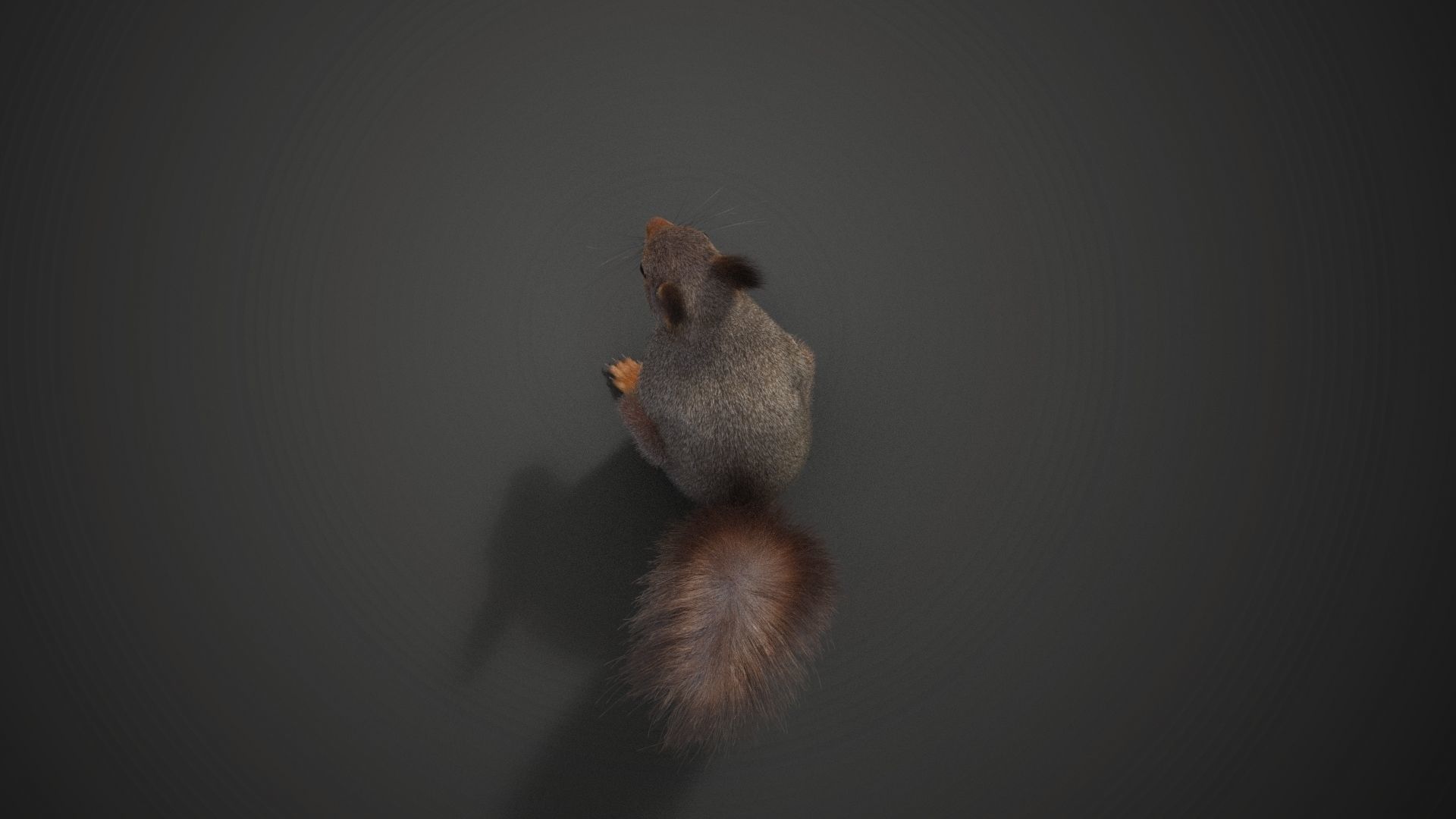 RedSquirrel Winter Animated VFX Grace 3D model_18